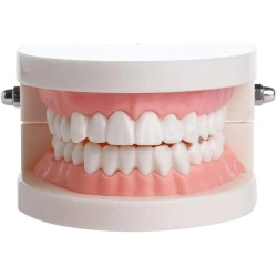 Anatomical Dental Model – Jaw &amp; Teeth Educational Tool