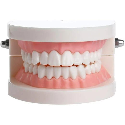 Anatomical Dental Model – Jaw & Teeth Educational Tool Anatomical Dental Model – Jaw & Teeth Educational Tool