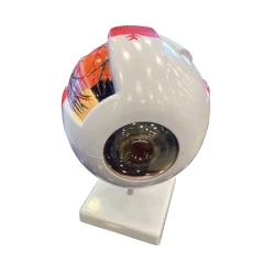 Human Eye Anatomical Model, 20cm Educational Tool for Classroom &amp; Clinic Demonstrations