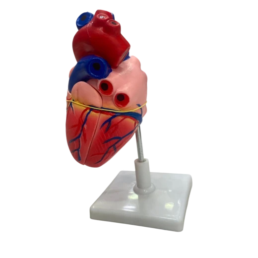Human Heart Anatomical Model – Educational Tool Human Heart Anatomical Model – Educational Tool