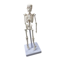 Human Skeleton Anatomical Model – Educational Display