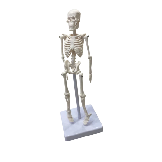 Human Skeleton Anatomical Model – Educational Display Human Skeleton Anatomical Model – Educational Display